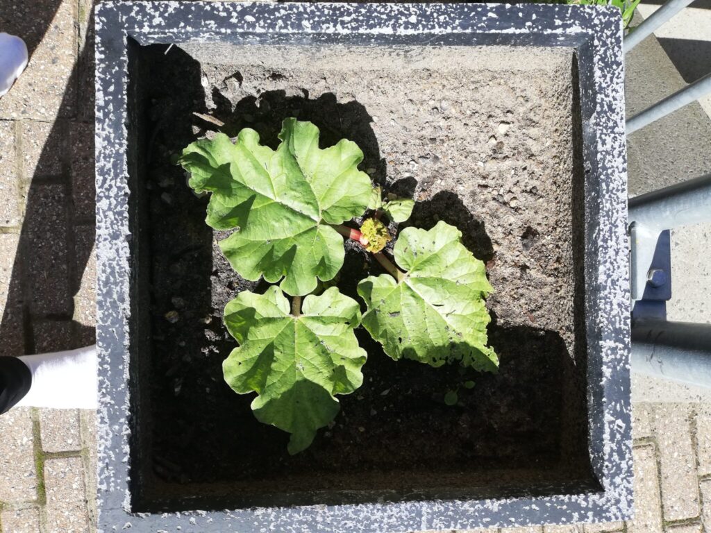 Min Haverabarber (Rheum rhabarbarum) er kommet i ny potte. Den er begyndt at vokse frem. Nu skal jeg finde den en masse næring til den, så den kan blive kæmpe til næste år. Haveblog - Min have sommeren 2020, Ildfugl.com.