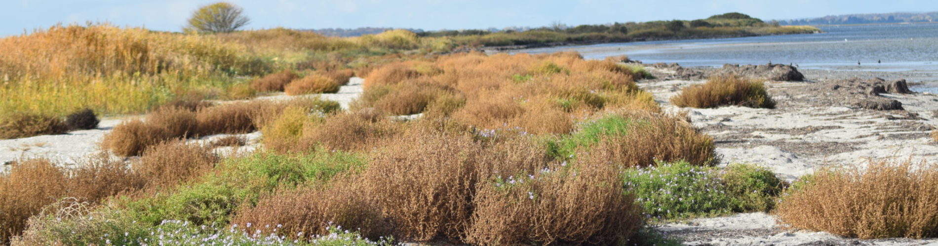 Vegetationen langs stranden har meget af den Almindelige Sodaurt (Salsola kali) og Østersø-Strandsennep (Cakile maritima ssp. baltica). Ulvshale Nordstrand, Oplev spændende Møn.